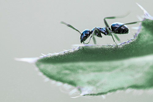 Carpenter Ant Crawls Across Spiky Thistle Leaf (Cyan Tint)