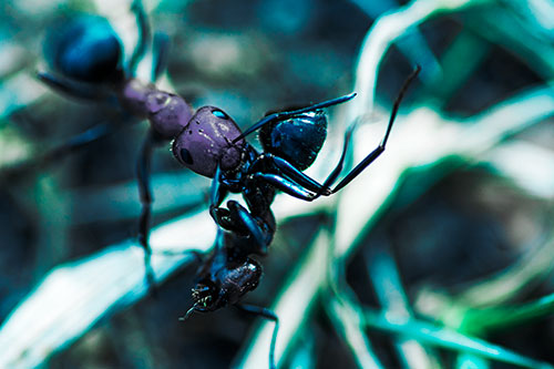 Carpenter Ant Uses Mandible Grips To Haul Dead Corpse (Cyan Tint Photo)