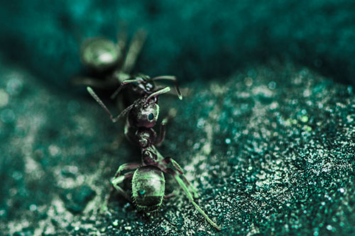 Carpenter Ants Battling Over Territory (Cyan Tint Photo)
