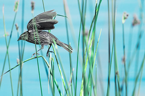 Cattail Jumping Female Red Winged Blackbird (Cyan Tint)