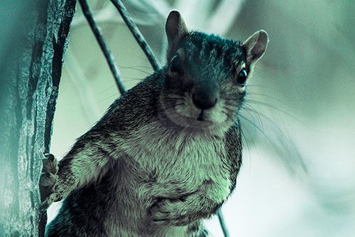 Chest Holding Squirrel Leans Against Tree (Cyan Tint Photo)