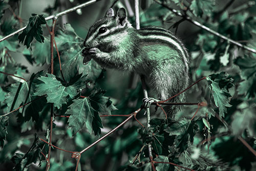 Chipmunk Feasting On Tree Branches (Cyan Tint)