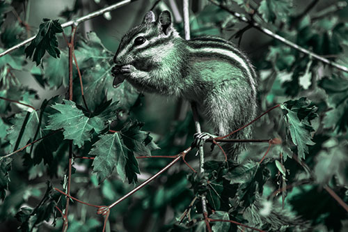 Chipmunk Feasting On Tree Branches (Cyan Tint Photo)