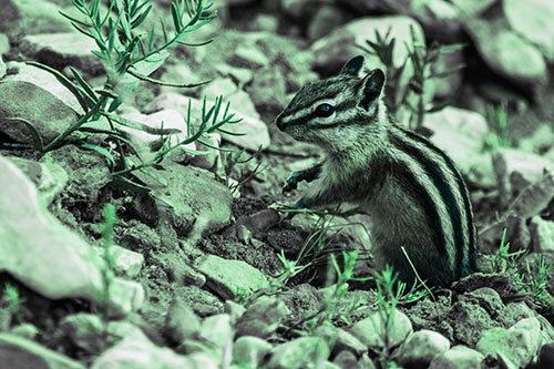 Chipmunk Ripping Plant Stem From Dirt (Cyan Tint Photo)