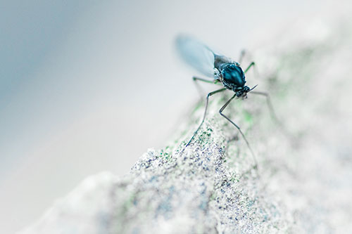 Chironomid Midge Fly Standing Along Rock Edge (Cyan Tint)