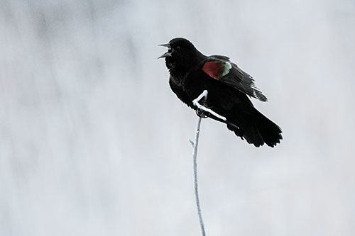 Chirping Red Winged Blackbird Atop Snowy Branch (Cyan Tint Photo)