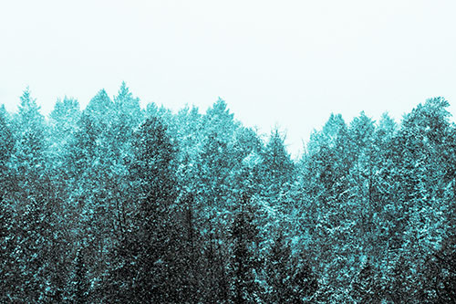 Christmas Snow Blanketing Trees (Cyan Tint Photo)