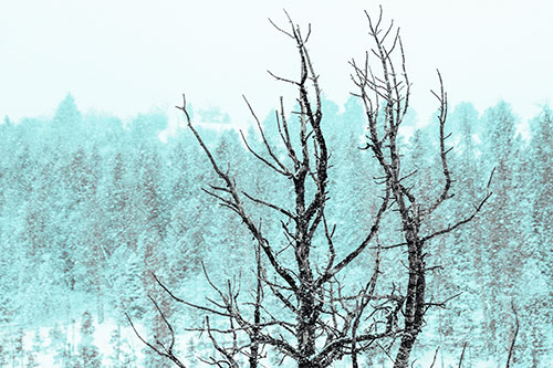 Christmas Snow On Dead Tree (Cyan Tint Photo)