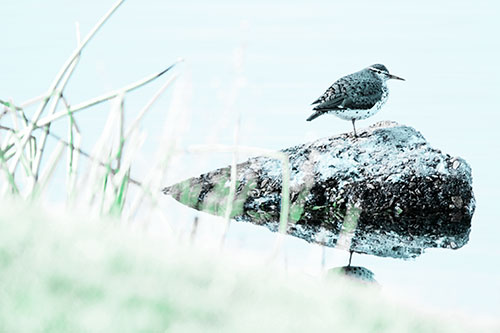 Chubby Dunlin Bird Standing Atop Lake Rock (Cyan Tint Photo)