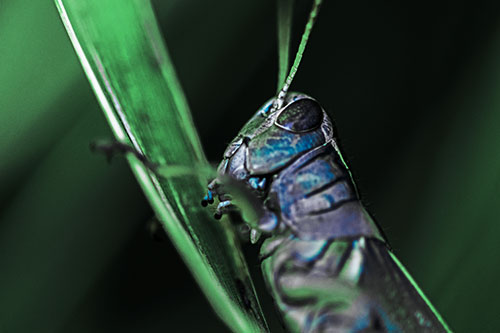 Climbing Grasshopper Crawls Upward (Cyan Tint Photo)