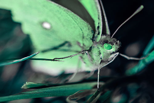 Cloudless Sulphur Butterfly Taking Stance (Cyan Tint)