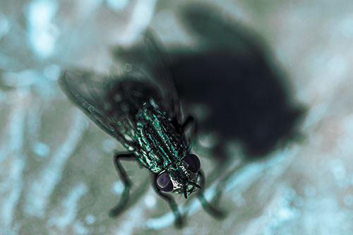 Cluster Fly Casting Shadow Among Sunlight (Cyan Tint Photo)