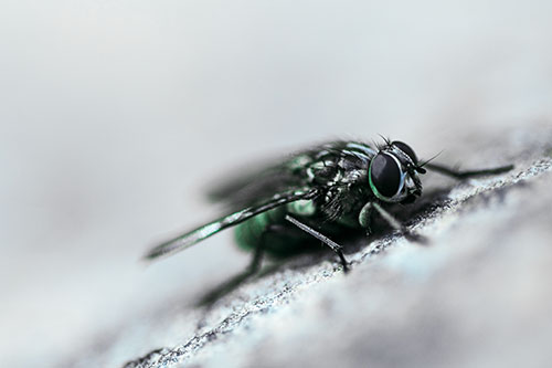 Cluster Fly Perched Among Rock Surface (Cyan Tint Photo)