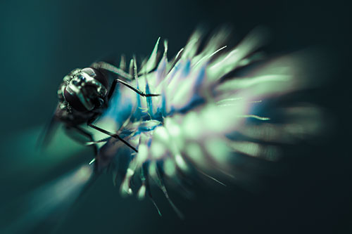 Cluster Fly Rides Plant Top Among Wind (Cyan Tint Photo)