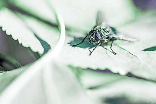 Cluster Fly Standing Atop Stacked Intersecting Leaves (Cyan Tint)