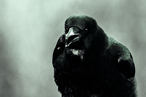 Cold Snow Beak Crow Cawing (Cyan Tint Photo)