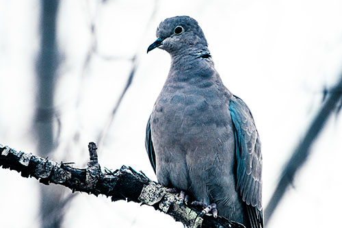 Collared Dove Perched Atop Peeling Tree Branch (Cyan Tint Photo)