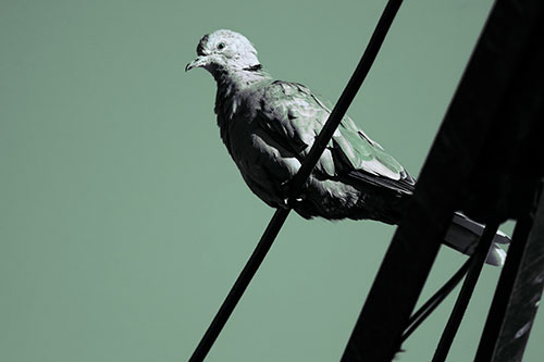 Collared Dove Perched Atop Wire (Cyan Tint Photo)