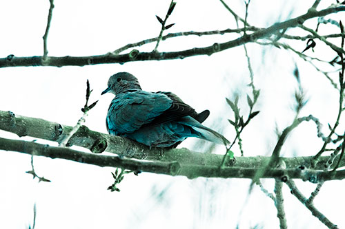 Collared Dove Sitting Atop Tree Branch (Cyan Tint Photo)