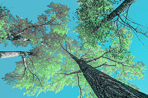 Colorful Towering Autumn Trees Among Clear Sky (Cyan Tint)