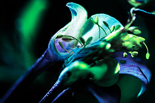 Columbine Flower Face Embracing Sunlight (Cyan Tint)