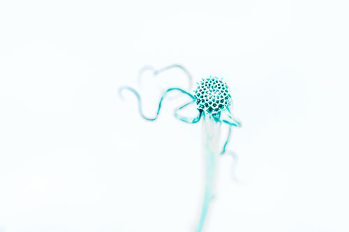 Completely Dead Shriveled Up Coneflower (Cyan Tint Photo)