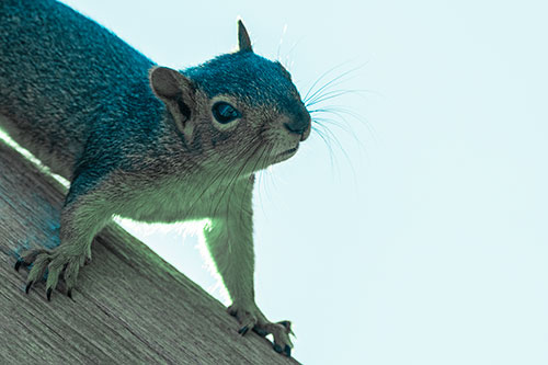 Confused Head Tilting Squirrel Standing Along Wooden Pole (Cyan Tint)