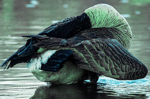 Contorting Canadian Goose Playing Peekaboo (Cyan Tint Photo)