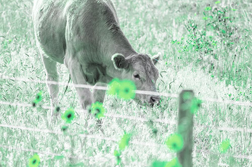 Cow Snacking On Grass Behind Fence (Cyan Tint Photo)