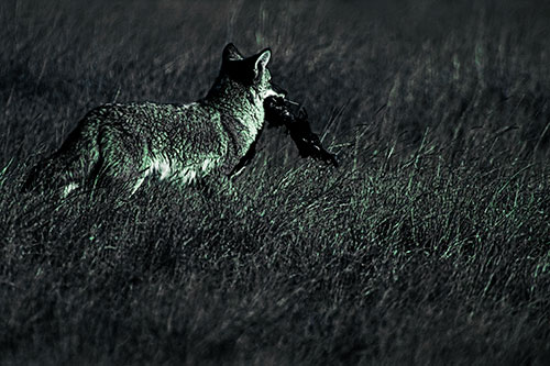 Coyote Heads Towards Forest Carrying Dead Animal Carcass (Cyan Tint Photo)
