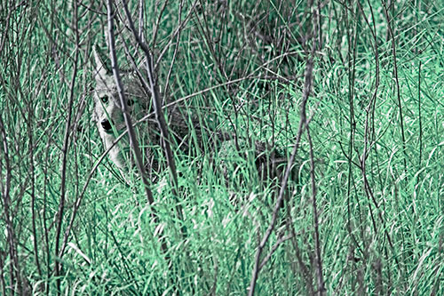 Coyote Makes Eye Contact Among Tall Grass (Cyan Tint Photo)