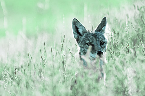 Coyote Peeking Head Above Feather Reed Grass (Cyan Tint Photo)