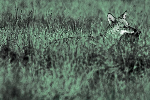 Coyote Running Through Tall Grass (Cyan Tint Photo)