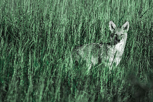 Coyote Watches Among Feather Reed Grass (Cyan Tint Photo)