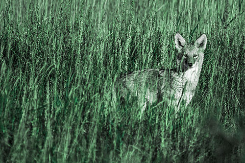 Coyote Watches Among Feather Reed Grass (Cyan Tint)