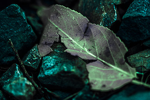 Cracked Soggy Leaf Face Rests Among Rocks (Cyan Tint Photo)