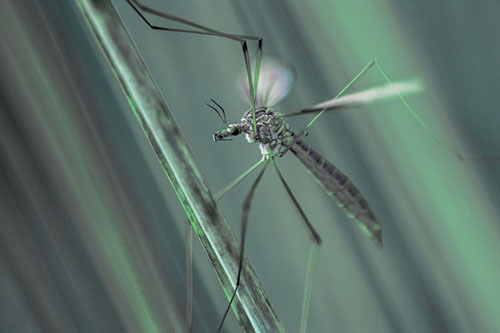 Crane Fly Clinging Ahold To Grass Blade (Cyan Tint)