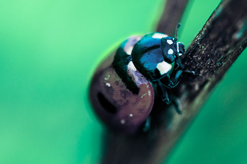 Crawling Ladybug Climbing Up Plant Stem (Cyan Tint Photo)