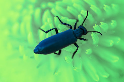Crawling Oedemera Beetle Searching Atop Dandelion (Cyan Tint)