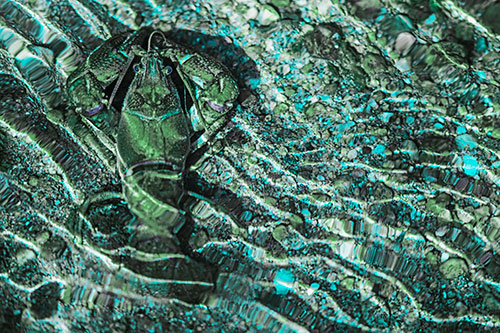 Crayfish Holds Onto Riverbed Floor Among Rippling Water (Cyan Tint)
