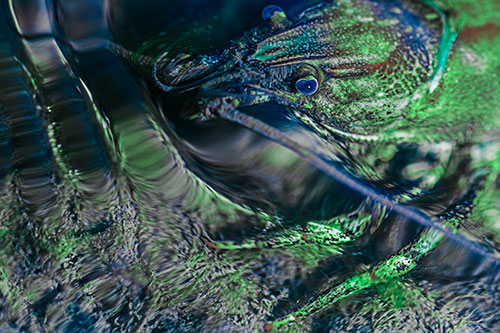 Crayfish Swims Against Rippling Water (Cyan Tint Photo)