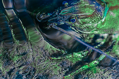 Crayfish Swims Against Rippling Water (Cyan Tint)