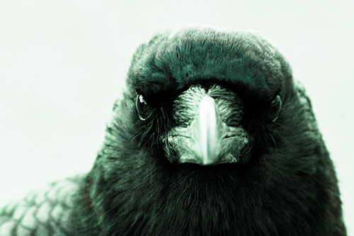 Creepy Close Eye Contact With A Crow (Cyan Tint Photo)