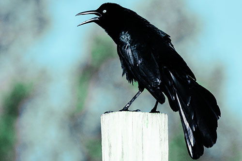 Croaking Great Tailed Grackle Perched Atop Wooden Post (Cyan Tint)