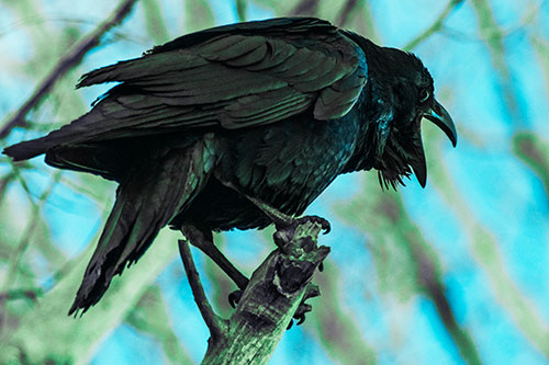 Croaking Raven Perched Atop Broken Tree Branch (Cyan Tint Photo)