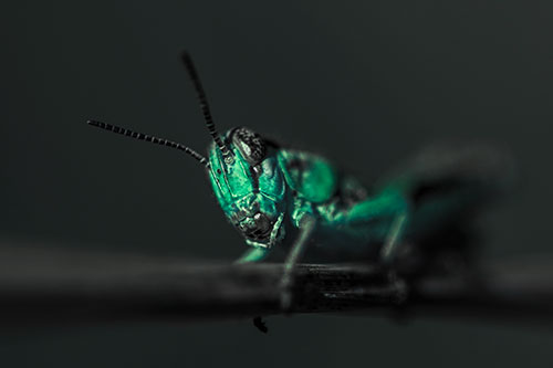 Crouching Grasshopper Gripping Onto Grass Blade (Cyan Tint)