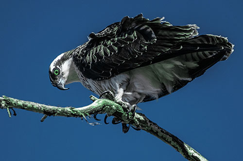 Crouching Osprey Hawk Looking Below Shredded Tree Branch (Cyan Tint)