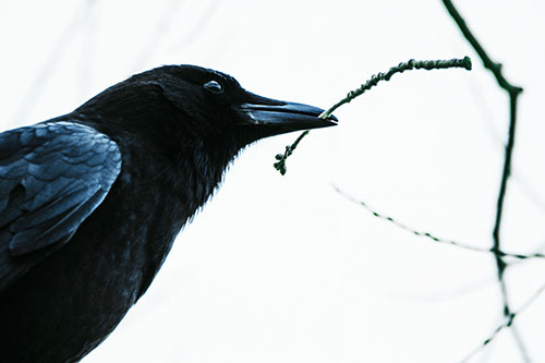 Crow Clasping Stick Among Tree Branches (Cyan Tint Photo)