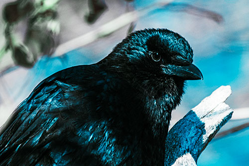 Crow Enjoys Sunshine Atop Broken Tree Branch (Cyan Tint Photo)