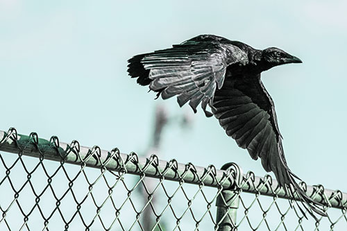 Crow Flying Over Chain Link Fence (Cyan Tint)